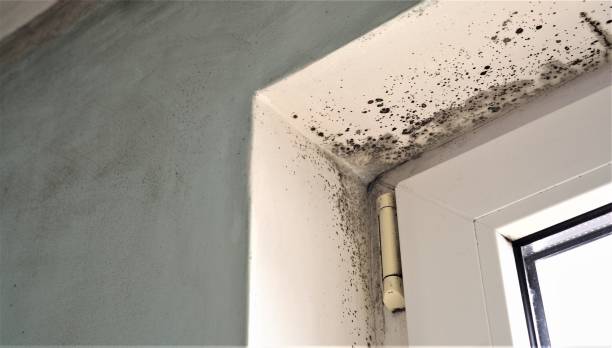 Best Post-Remediation Verification Testing  in Tiffin, IA
