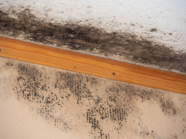 Best Emergency Mold Remediation  in Tiffin, IA