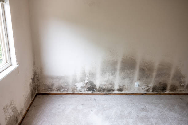 Best Black Mold Removal  in Tiffin, IA