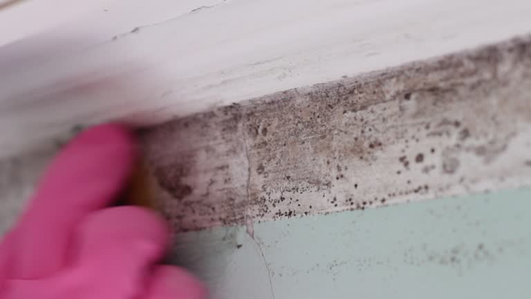 Best Mold Remediation for Healthcare Facilities  in Tiffin, IA